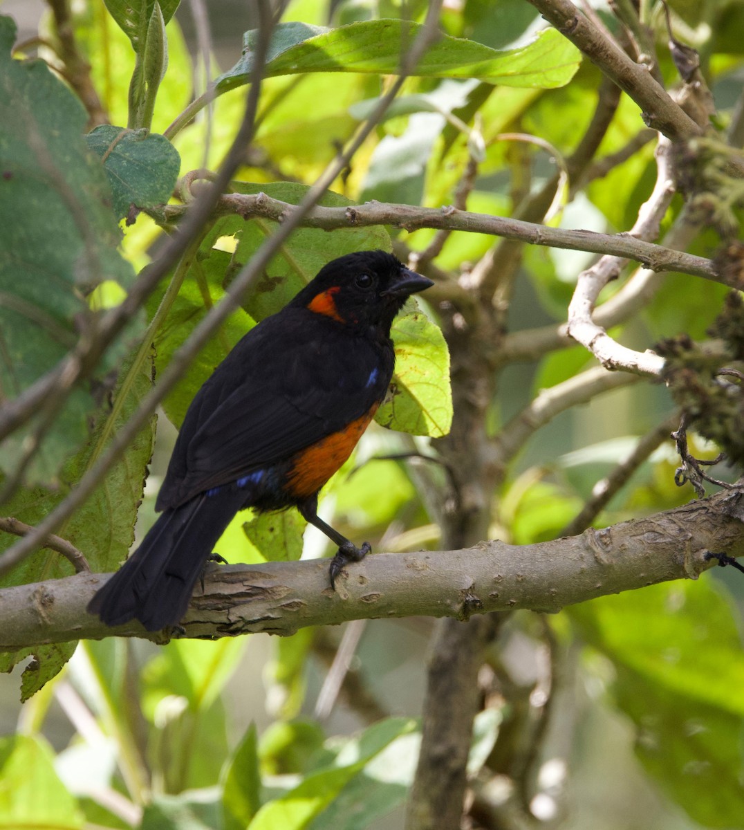 Scarlet-bellied Mountain Tanager - ML620971780