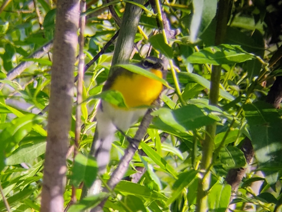 Yellow-breasted Chat - ML620971787