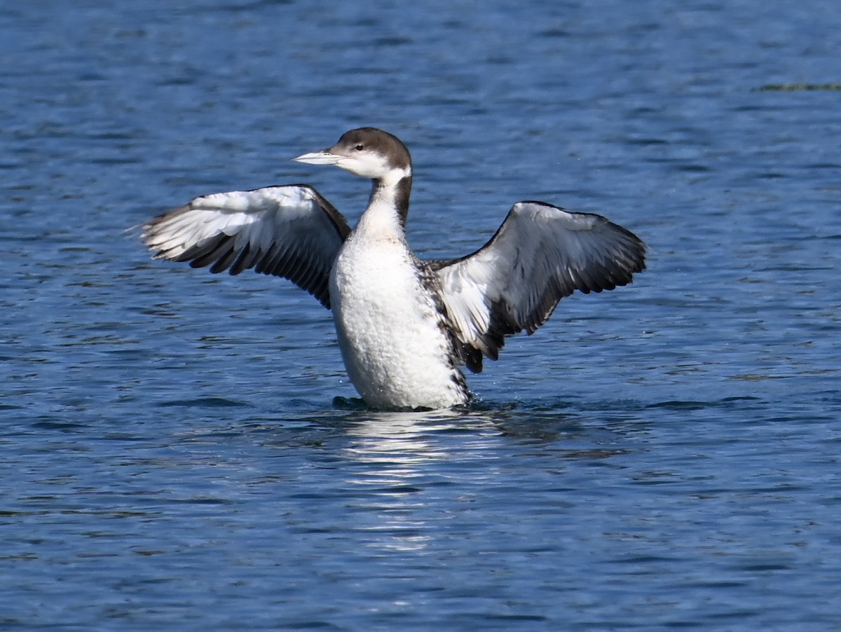 Common Loon - ML620971804