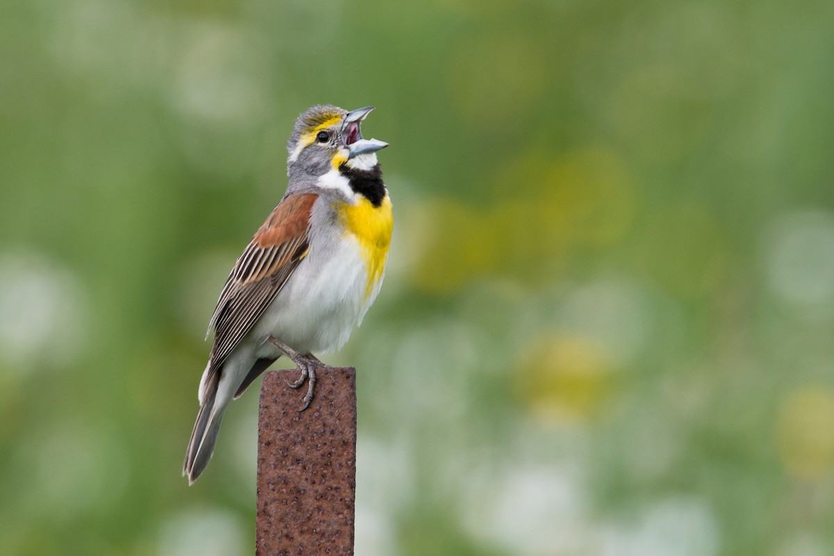 Dickcissel - Marc Favre