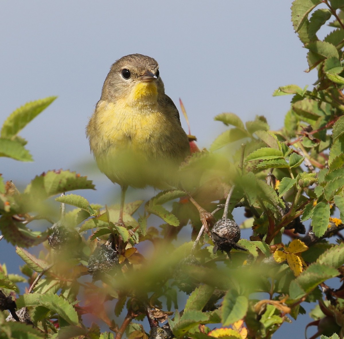 Common Yellowthroat - ML620971946