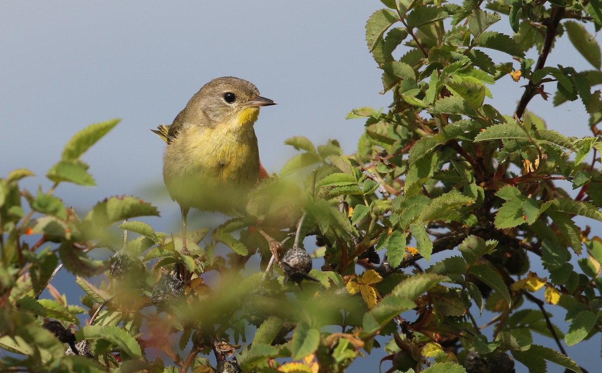 Common Yellowthroat - ML620971957