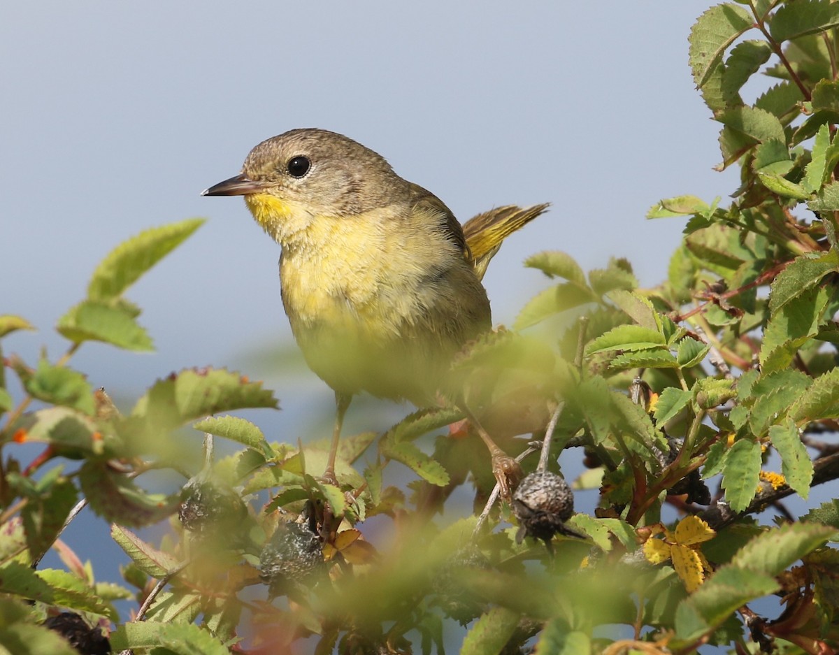Common Yellowthroat - ML620971962