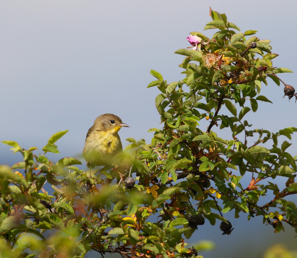 Common Yellowthroat - ML620971983