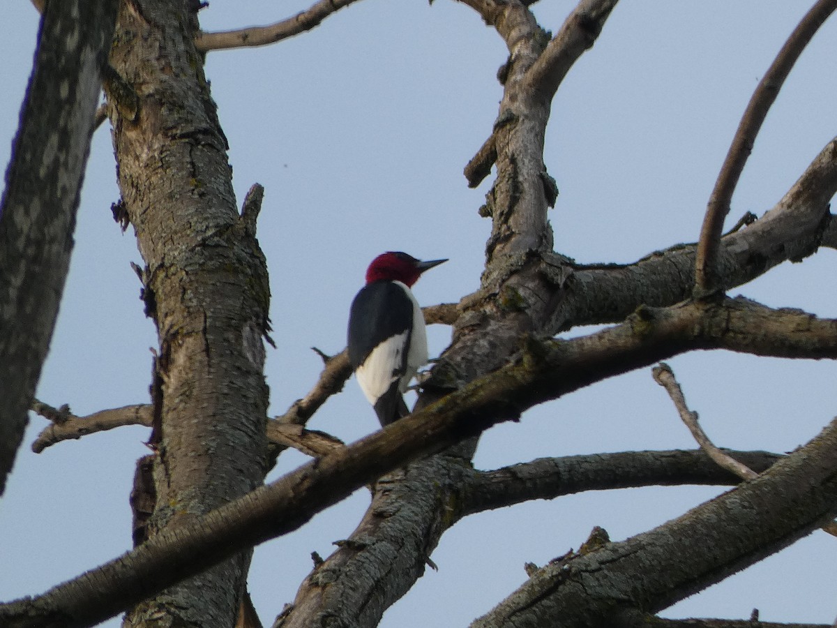 Red-headed Woodpecker - ML620972052