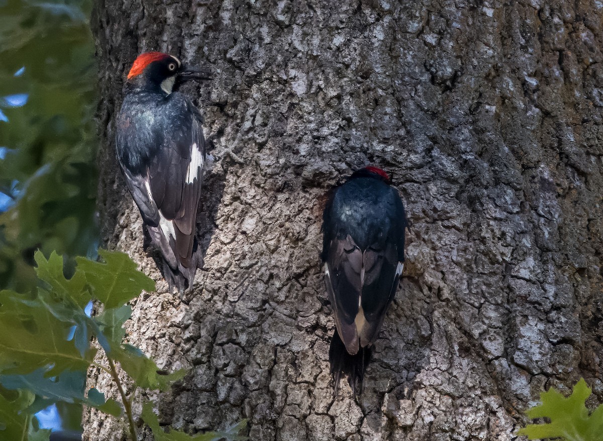 Acorn Woodpecker - ML620972097