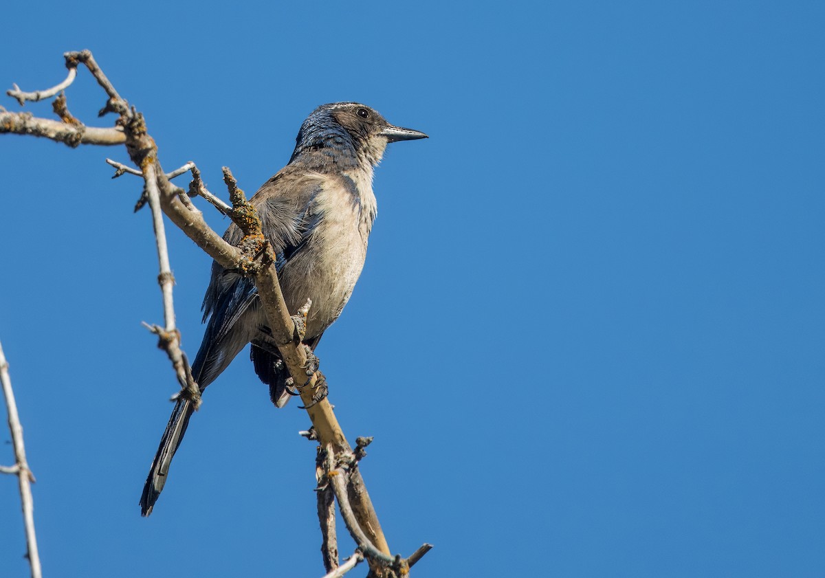 California Scrub-Jay - ML620972108