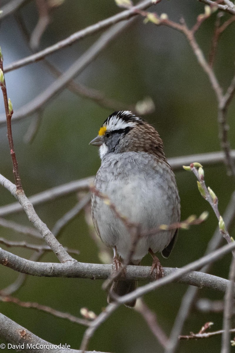 White-throated Sparrow - ML620972125