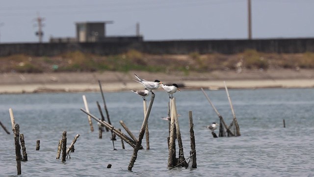 Chinese Crested Tern - ML620972126