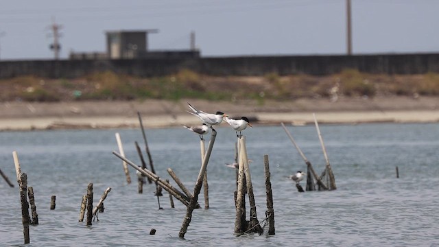 黑嘴端鳳頭燕鷗 - ML620972126