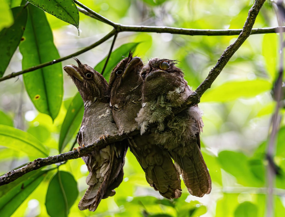 Philippine Frogmouth - ML620972129