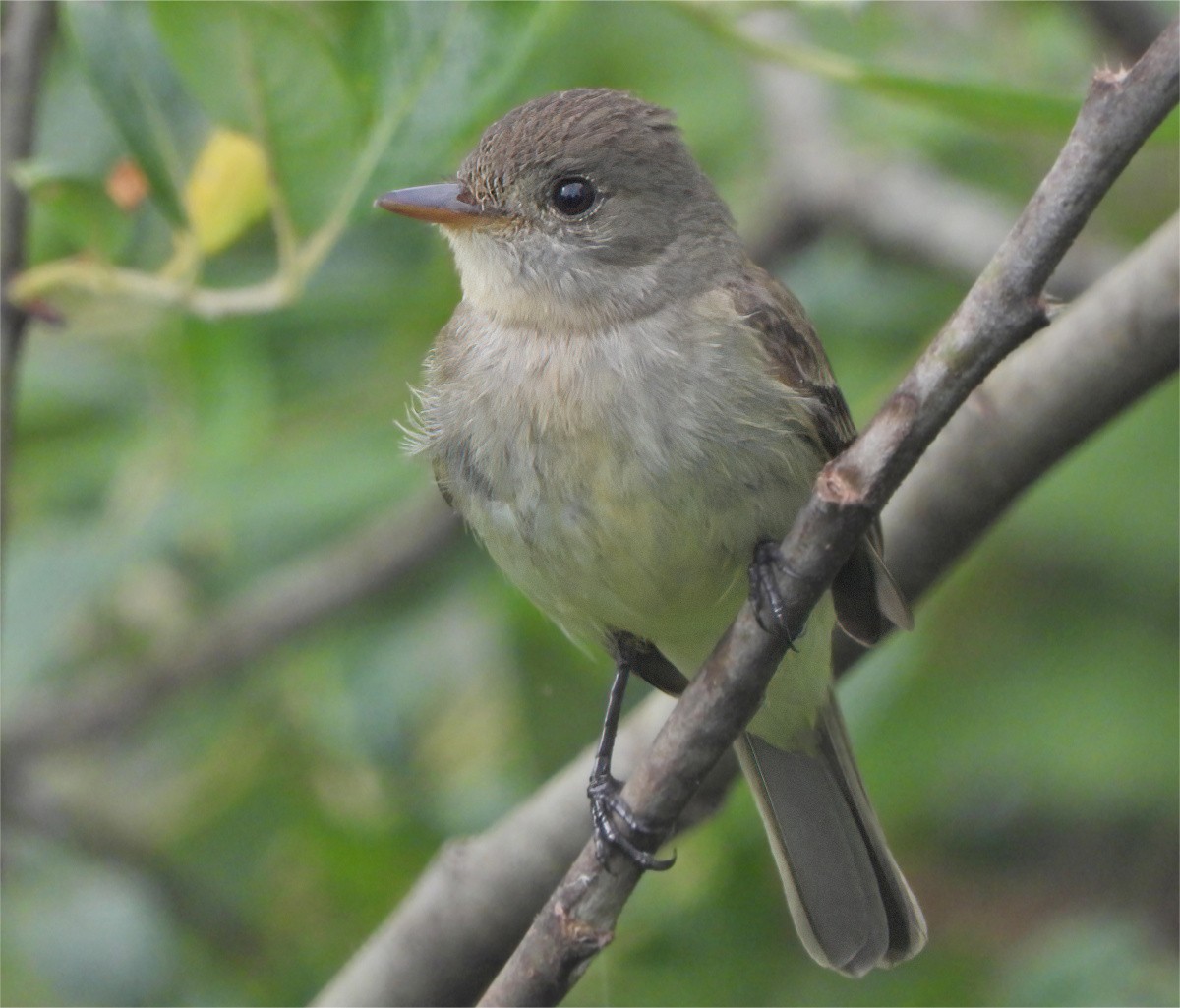 Willow Flycatcher - Patricia Teague