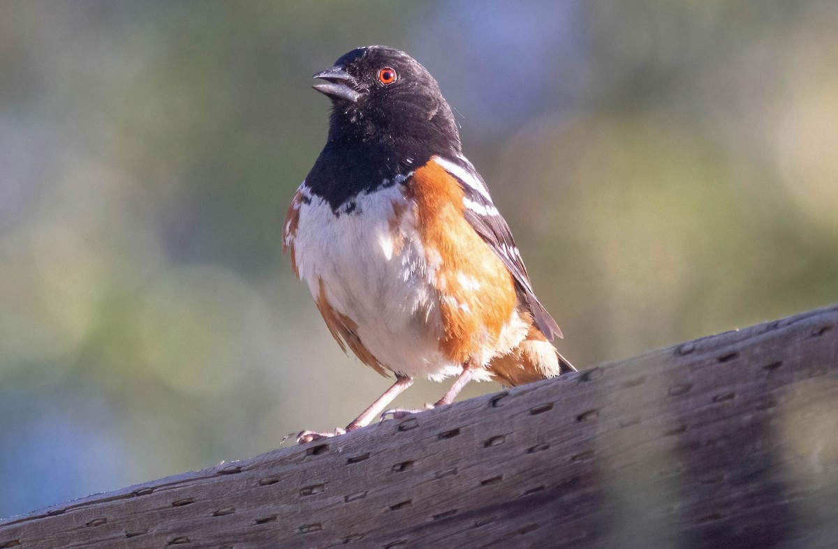 Spotted Towhee - ML620972187