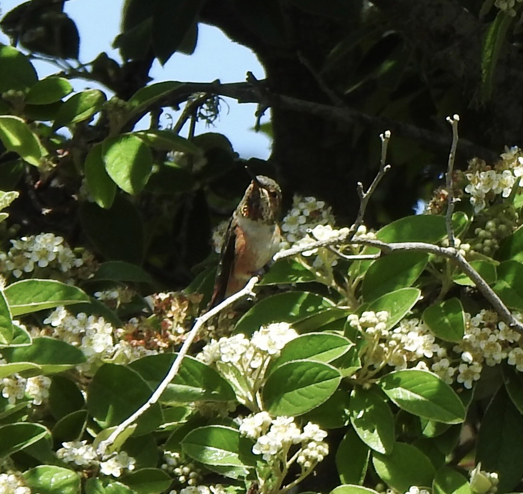 Allen's Hummingbird - ML620972188