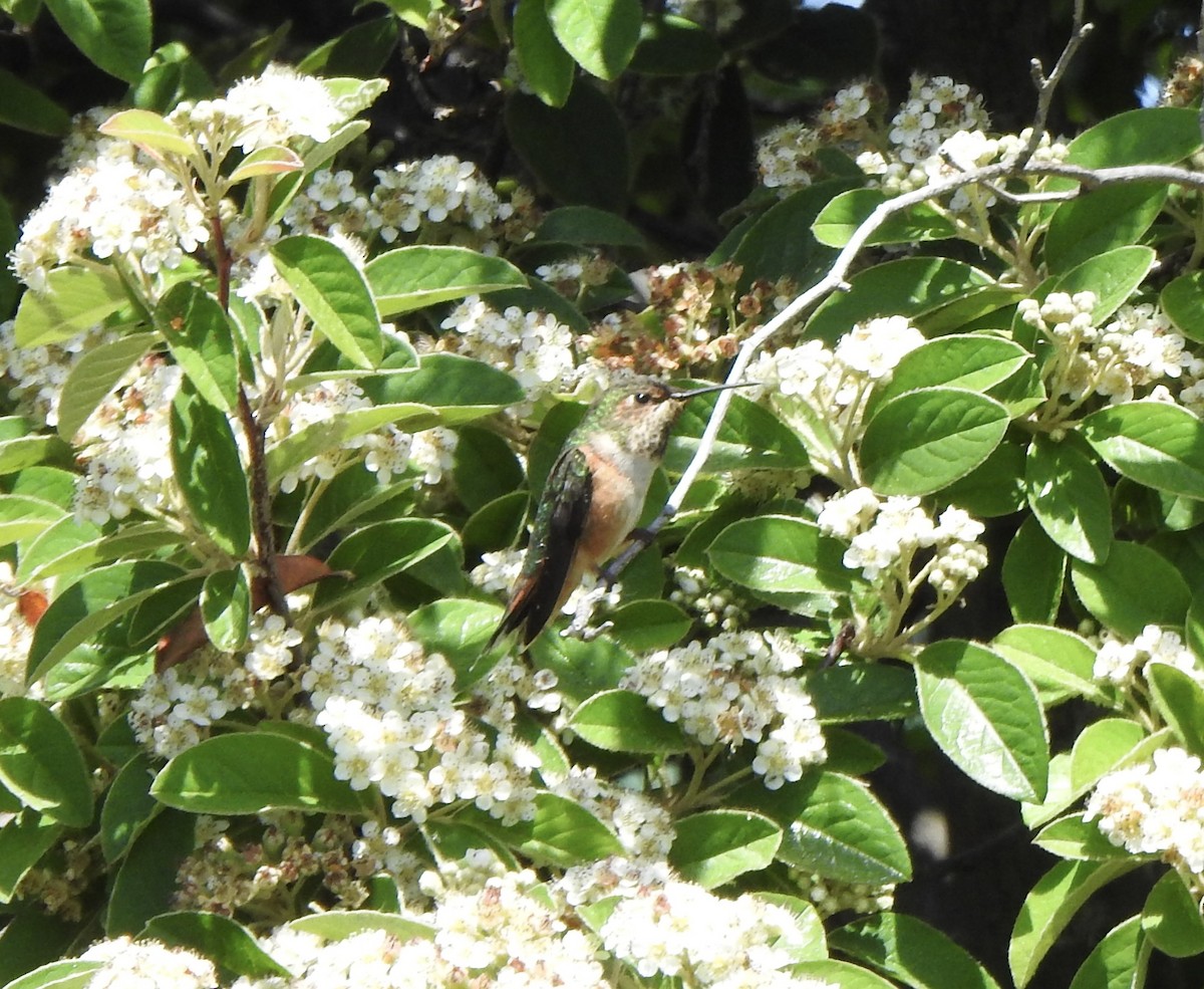 Allen's Hummingbird - ML620972189