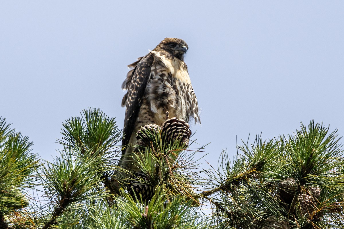 Red-tailed Hawk - ML620972209