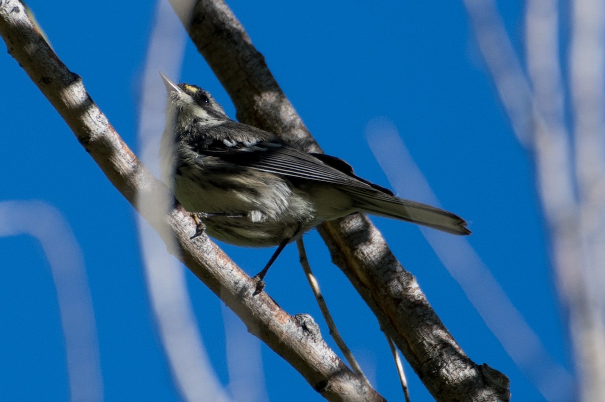 Black-throated Gray Warbler - ML620972212
