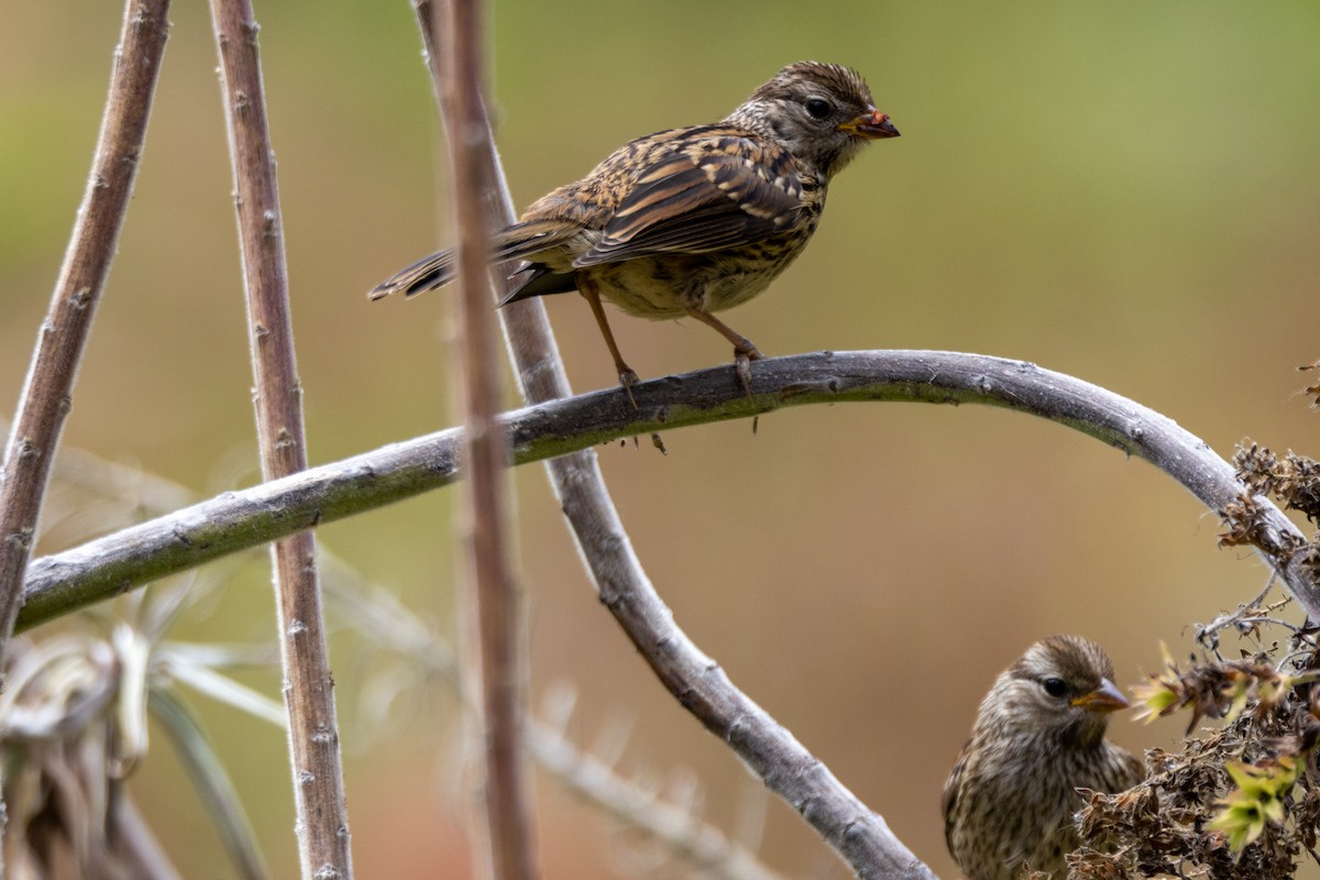 White-crowned Sparrow - Anna Klafter