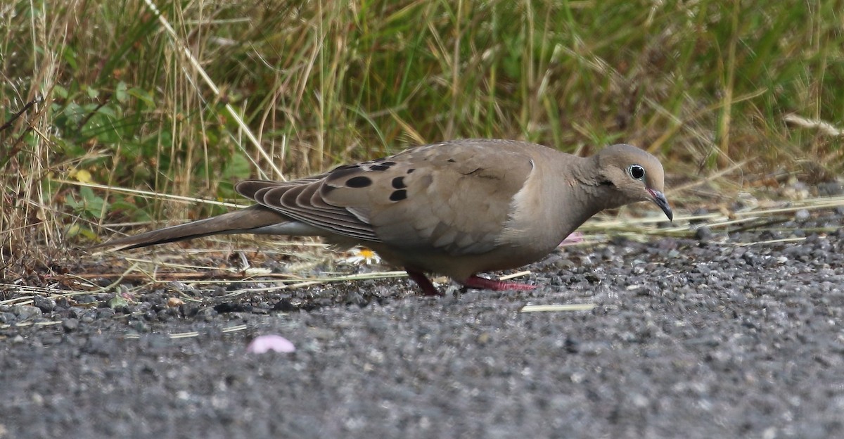 Mourning Dove - ML620972228