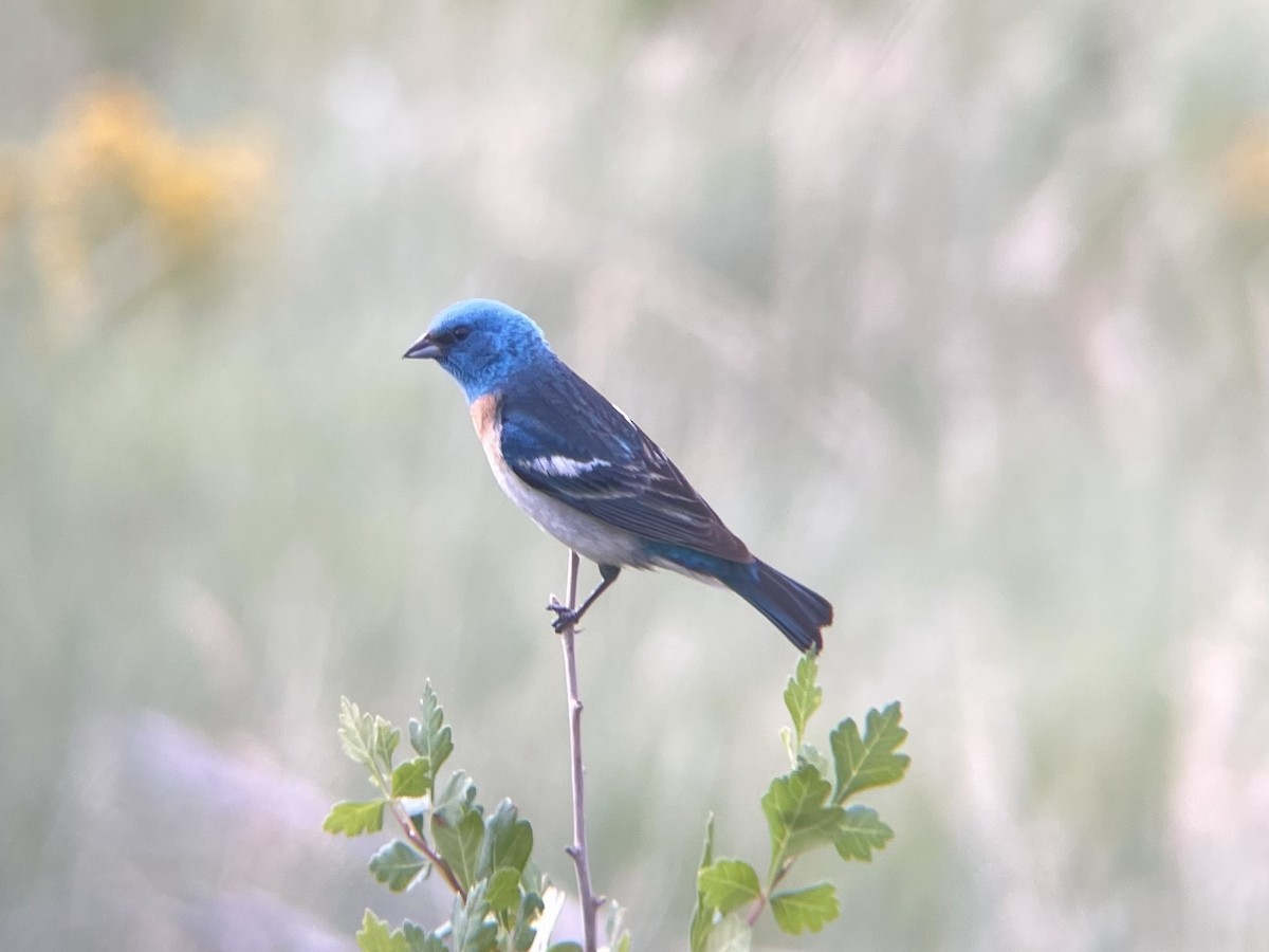 Lazuli Bunting - ML620972234