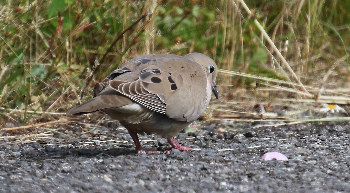 Mourning Dove - ML620972240