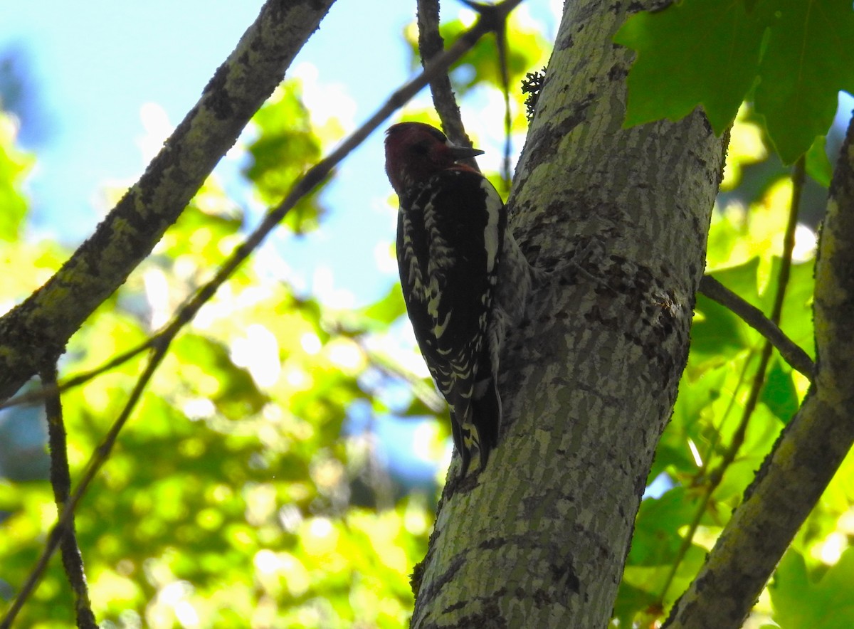 Red-breasted Sapsucker - ML620972251
