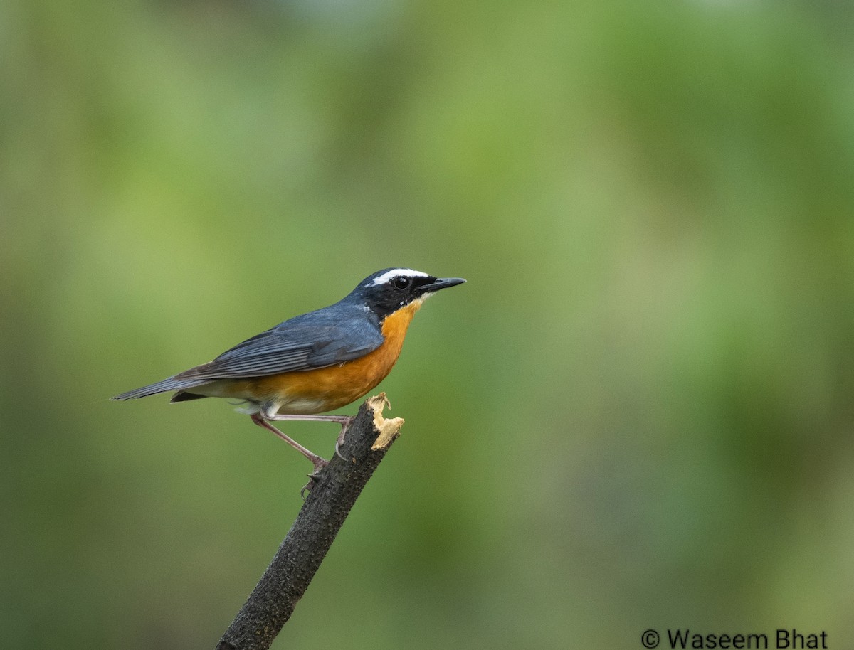 Indian Blue Robin - Waseem Bhat