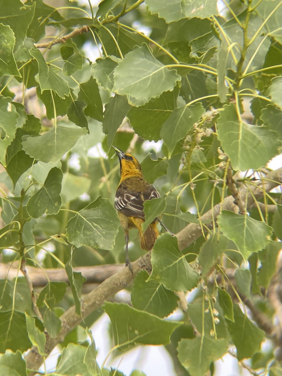 Bullock's Oriole - ML620972292