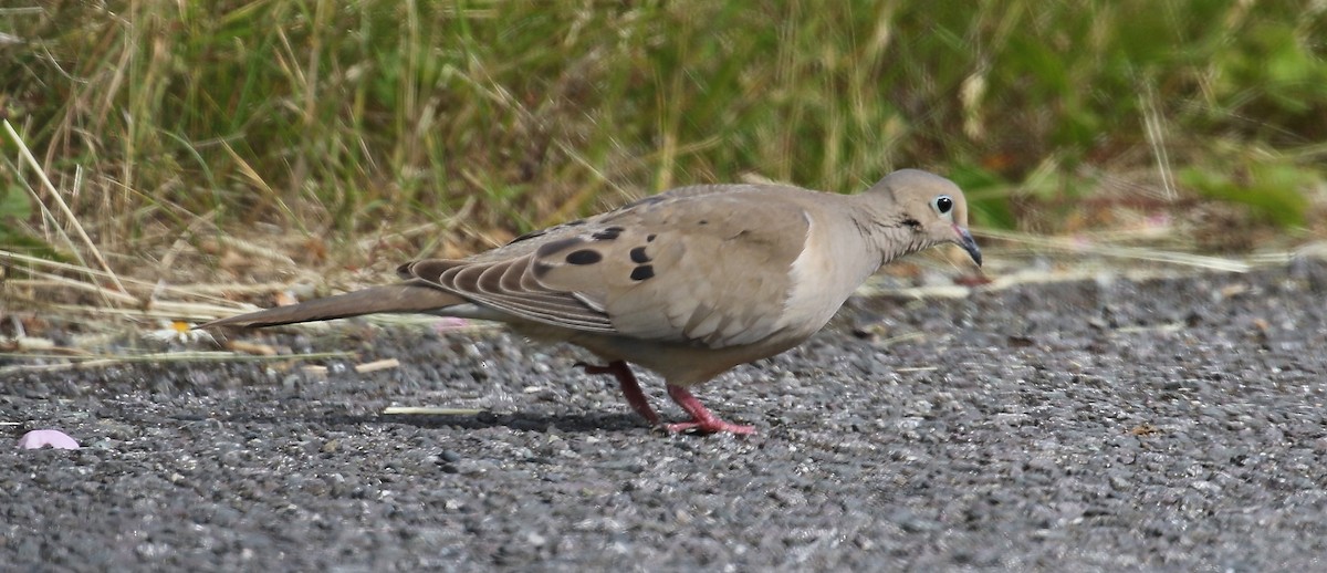 Mourning Dove - ML620972293