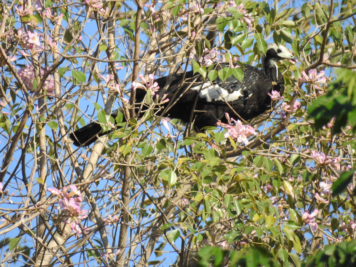 Blue-throated Piping-Guan - ML620972328