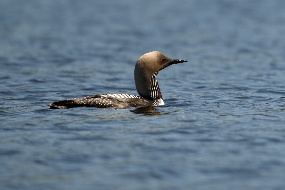 Pacific Loon - ML620972345