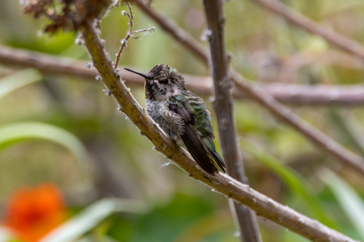 Anna's Hummingbird - ML620972366