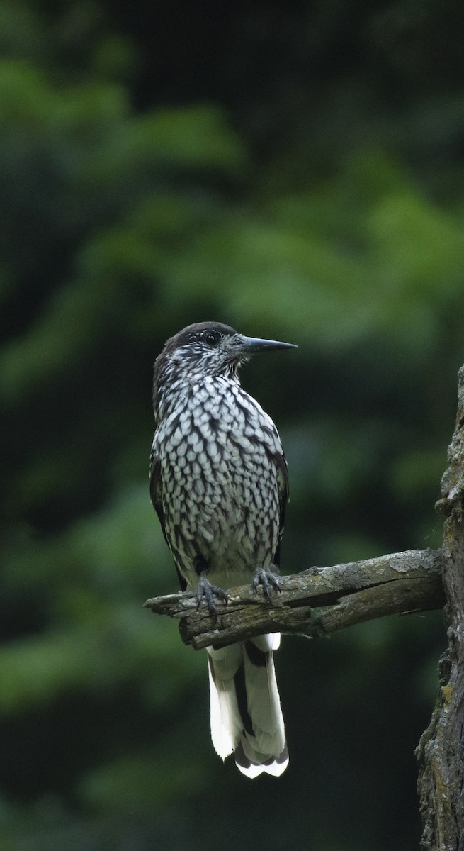 Kashmir Nutcracker - Waseem Bhat