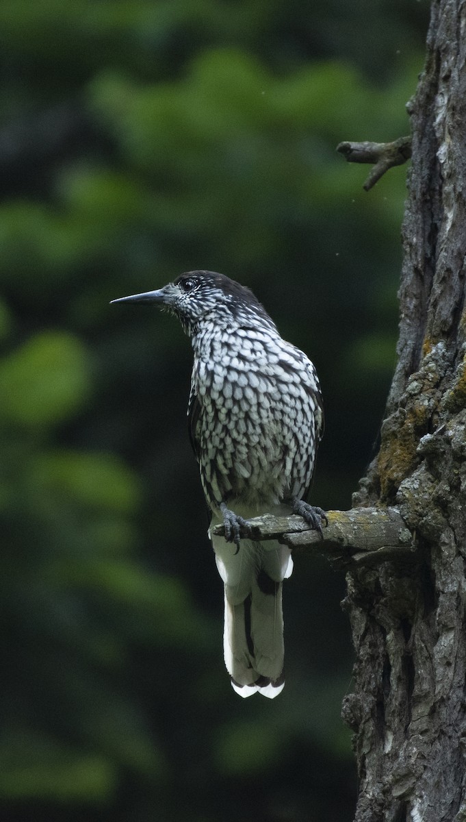 Kashmir Nutcracker - ML620972387