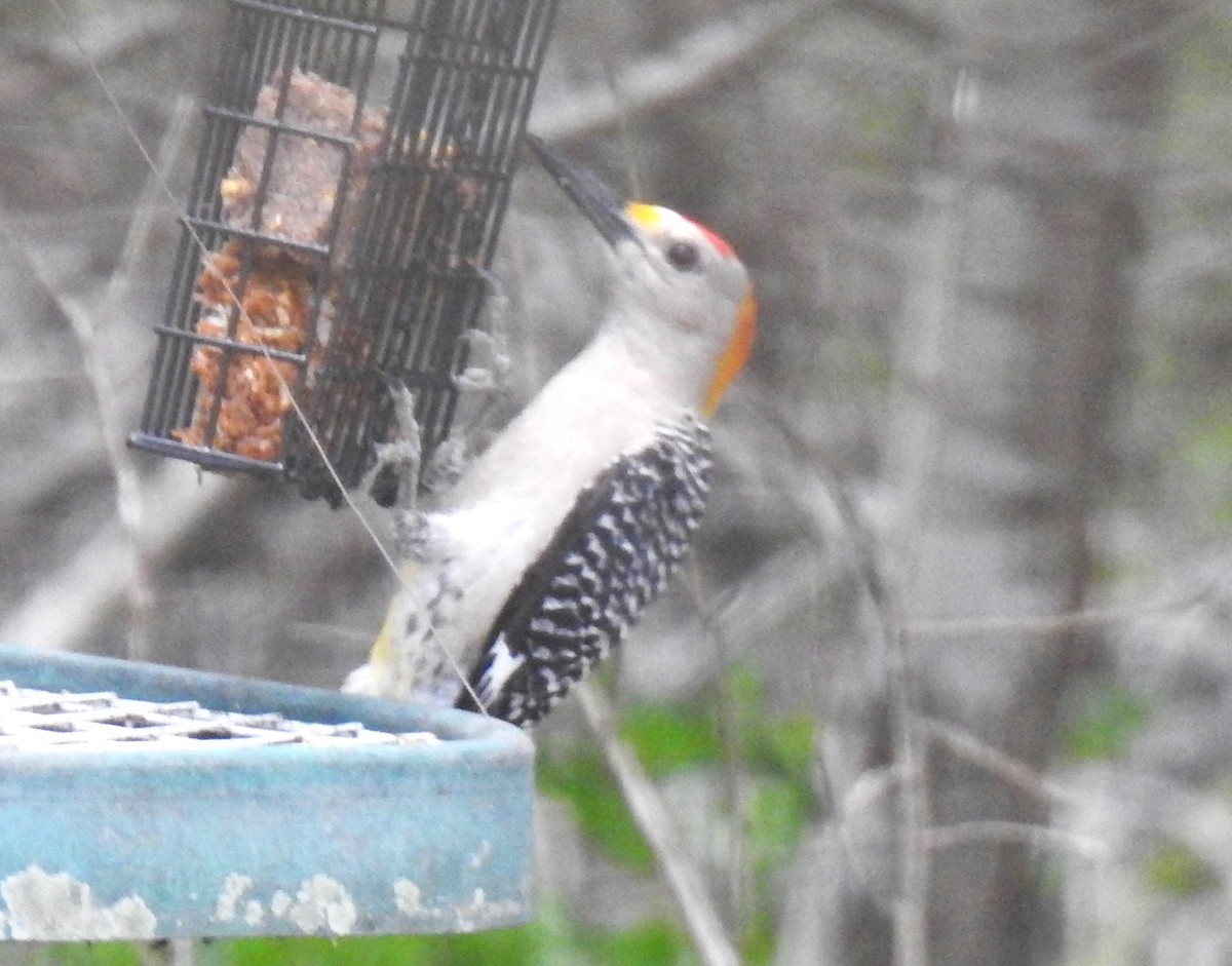 Golden-fronted Woodpecker - ML620972391