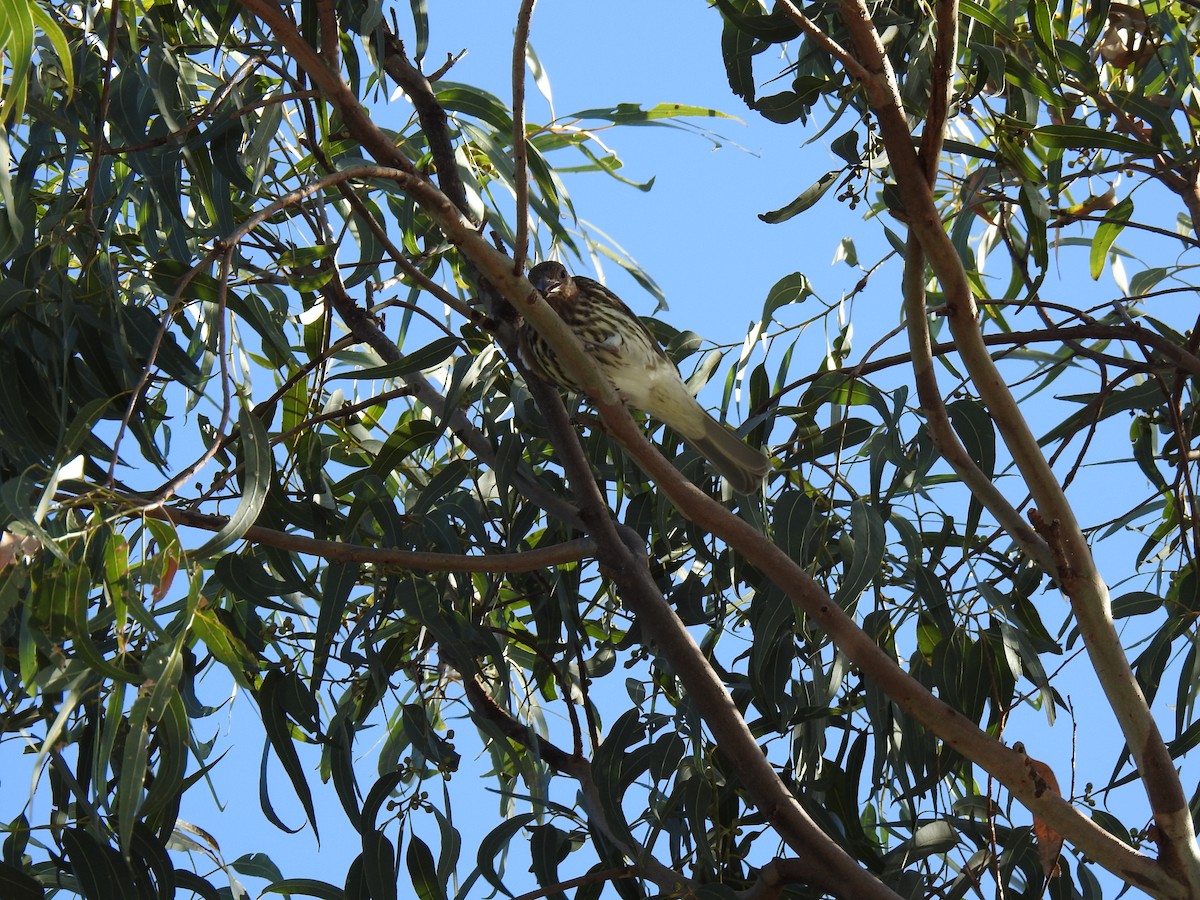 Australasian Figbird - ML620972422