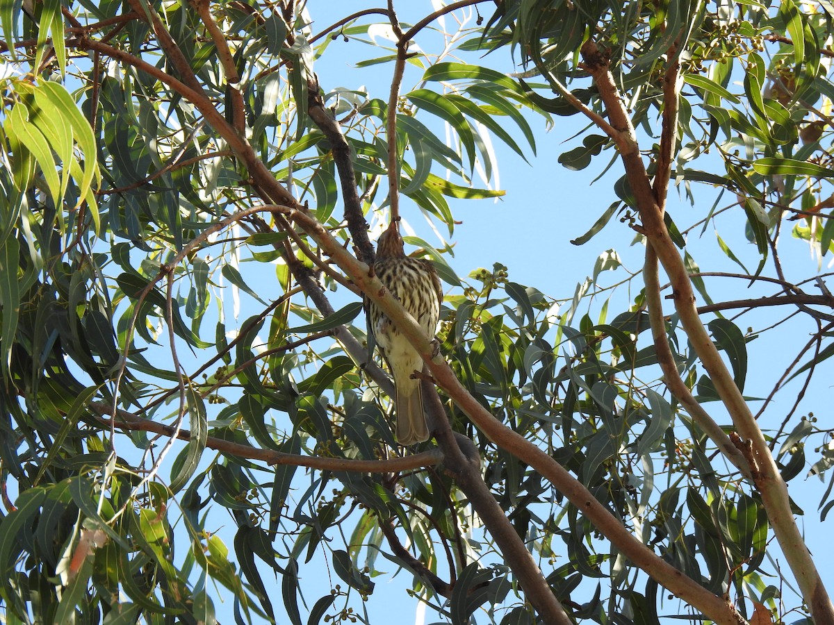 Australasian Figbird - ML620972426