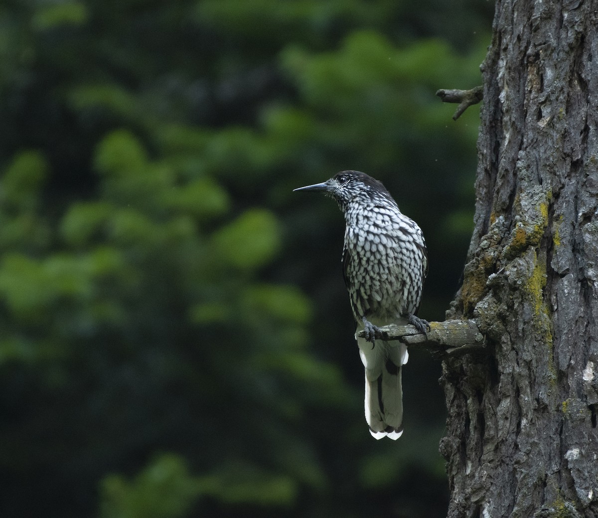 Kashmir Nutcracker - ML620972439