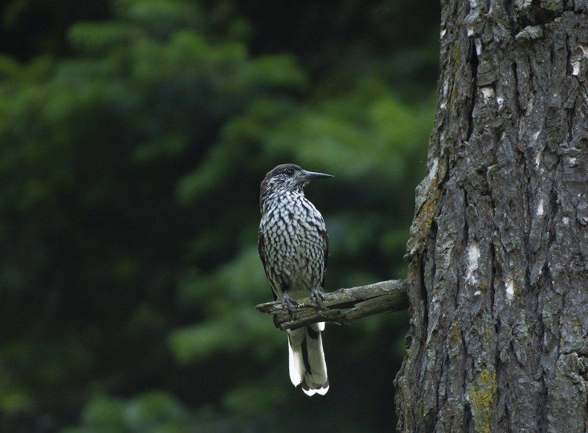 Kashmir Nutcracker - Waseem Bhat