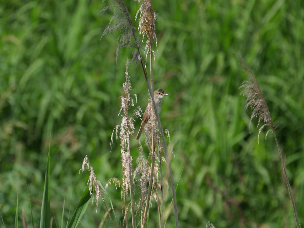 Oriental Reed Warbler - ML620972468