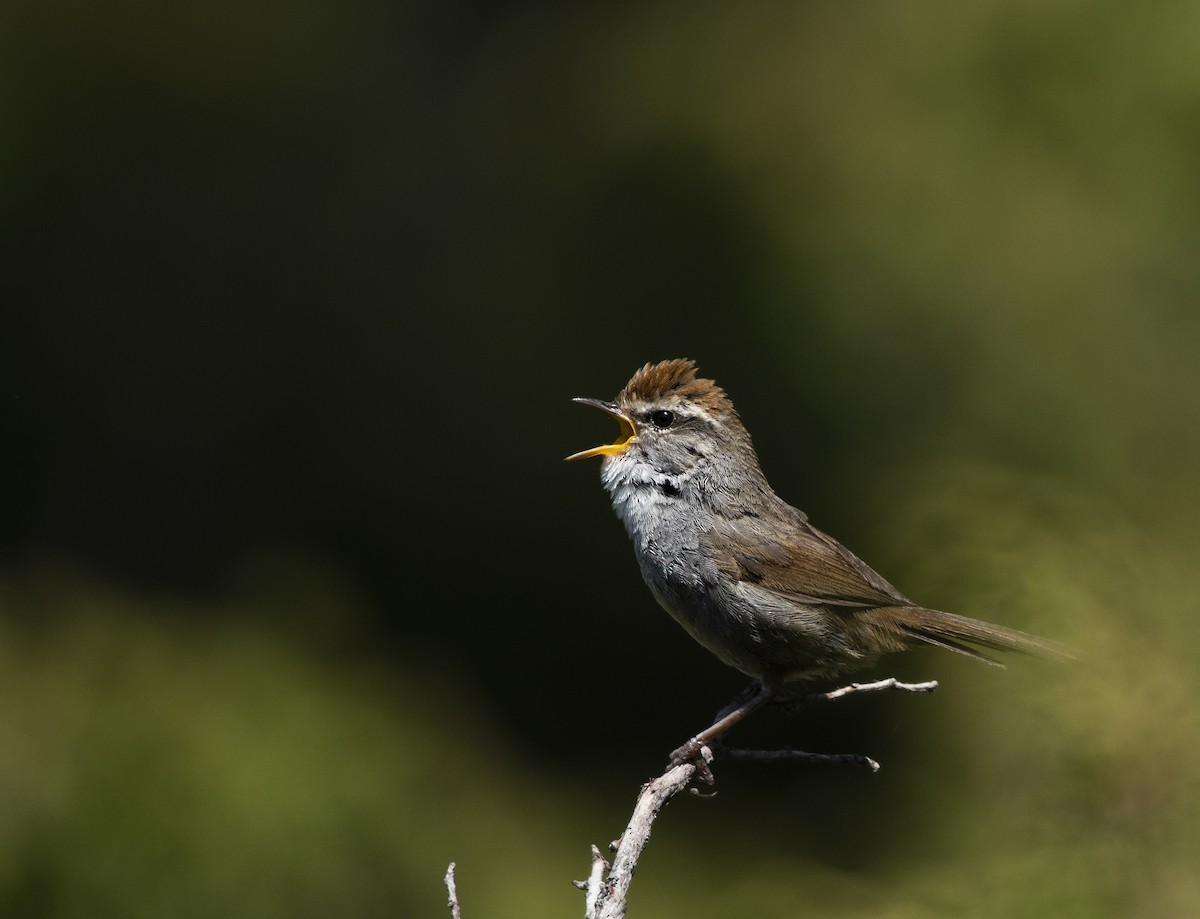 Gray-sided Bush Warbler - ML620972530