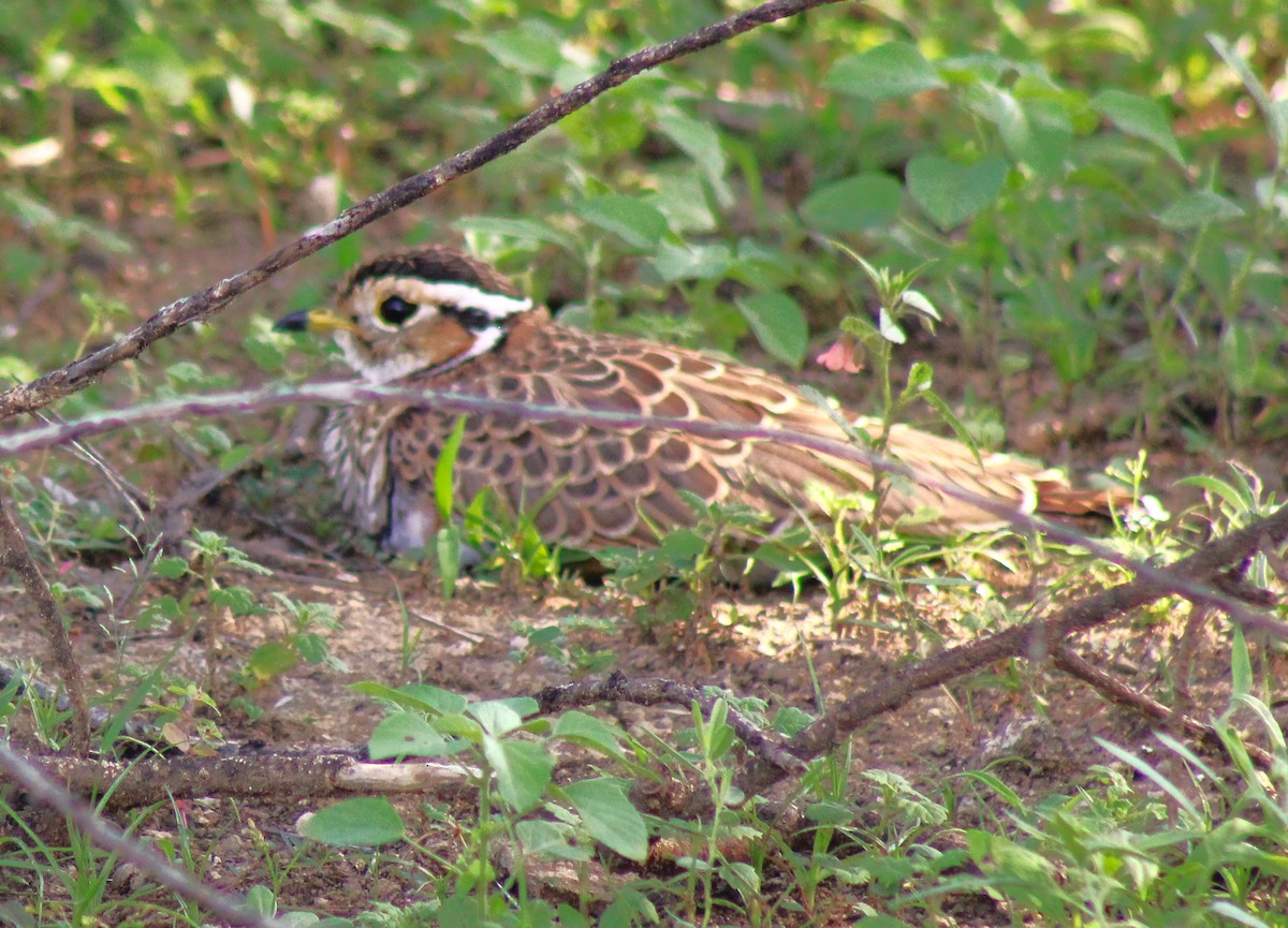 Three-banded Courser - ML620972583