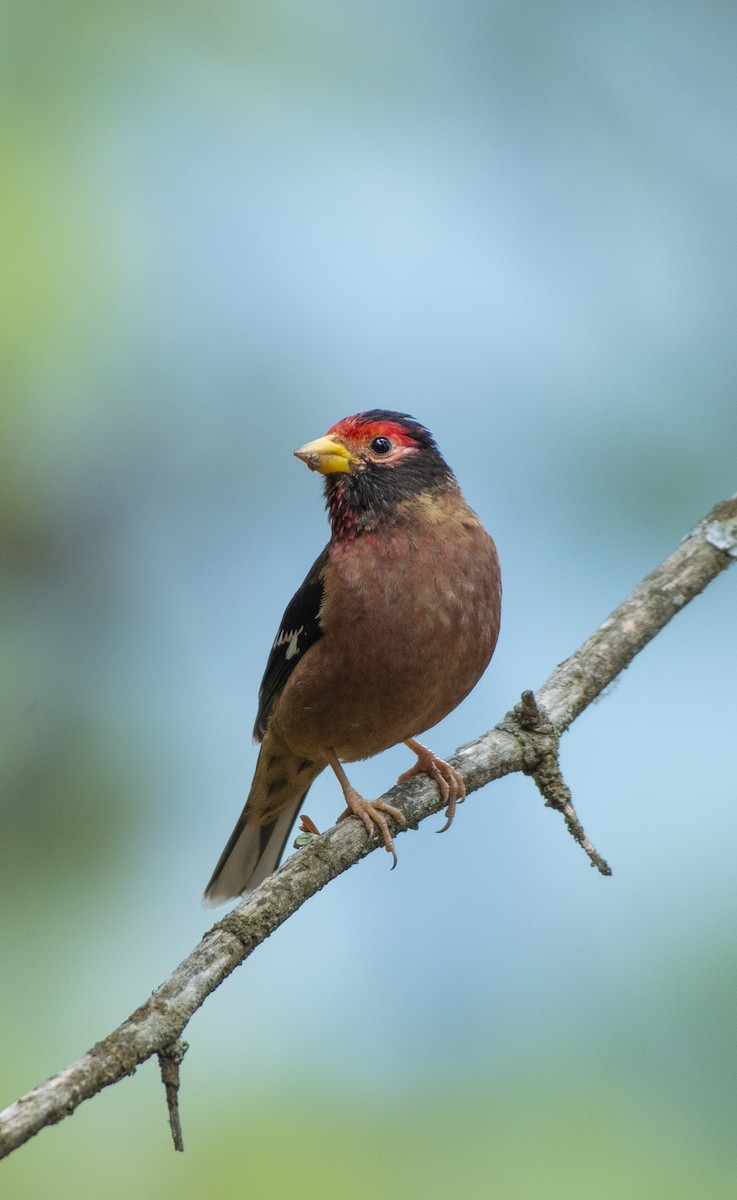 Spectacled Finch - ML620972625