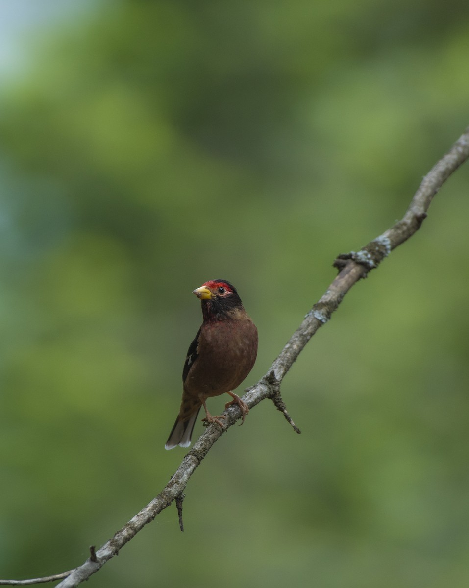 Spectacled Finch - ML620972628