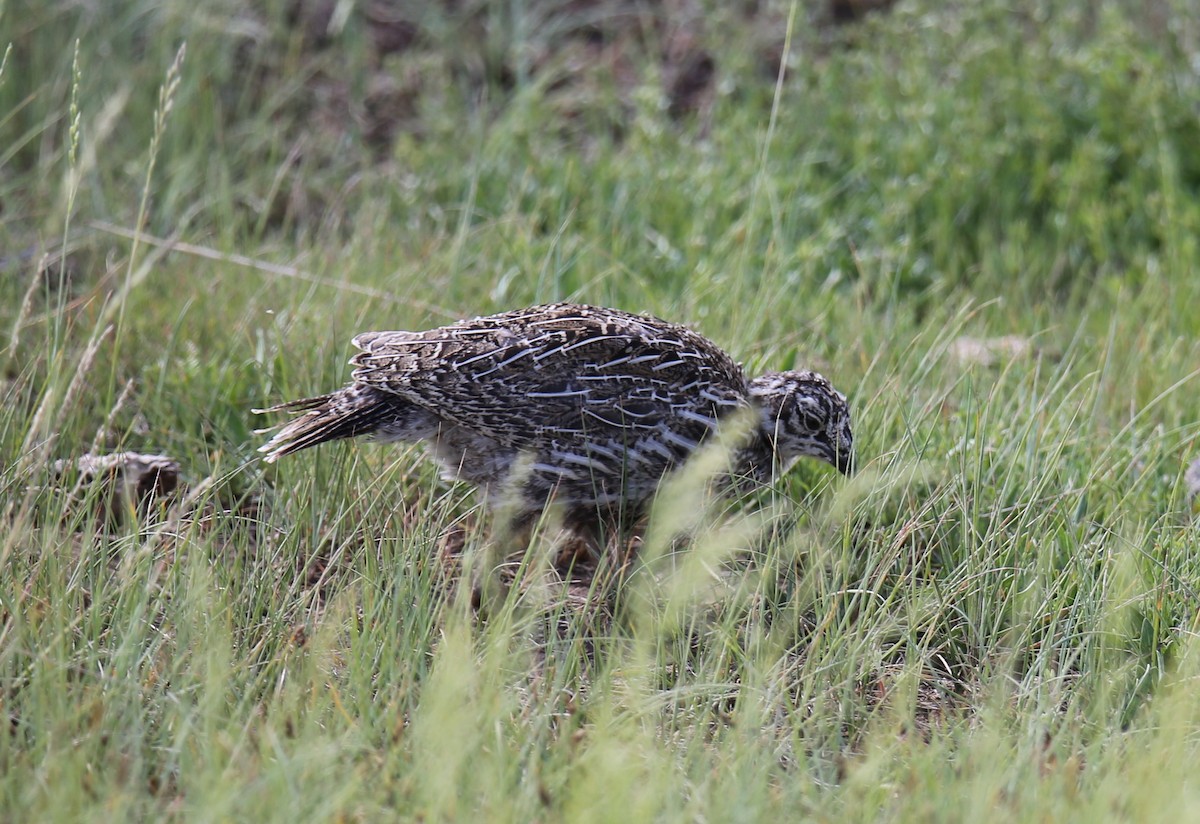 Greater Sage-Grouse - ML620972652