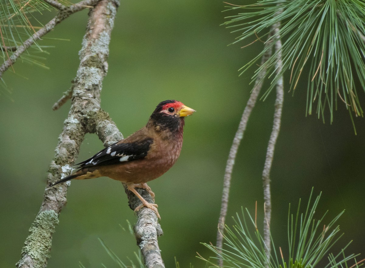 hýl červenočelý - ML620972658