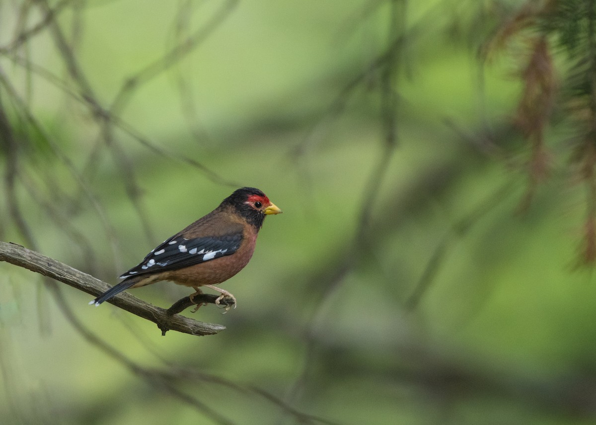 Spectacled Finch - Waseem Bhat