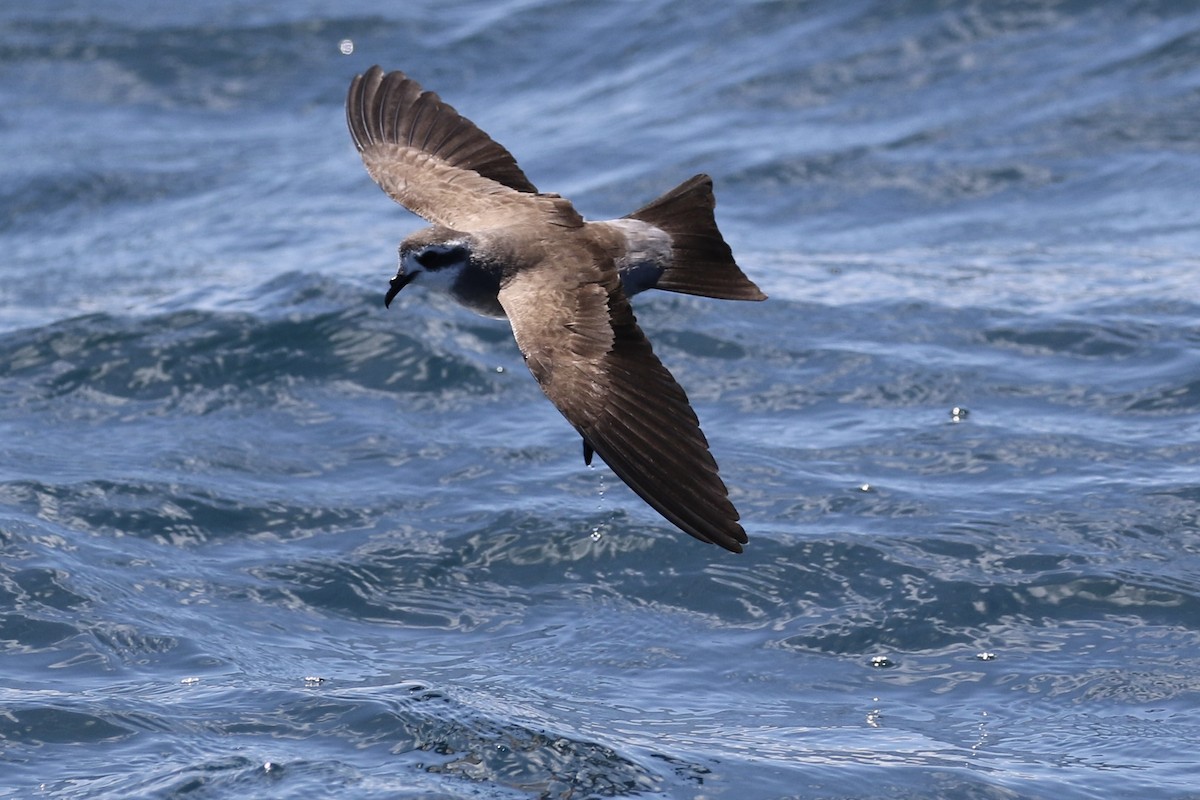 White-faced Storm-Petrel - ML620972682