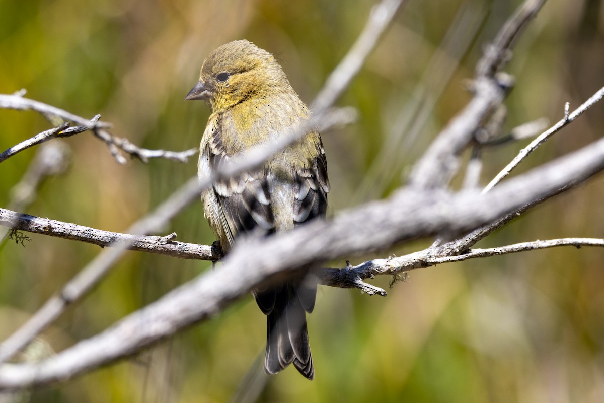 Lesser Goldfinch - ML620972702