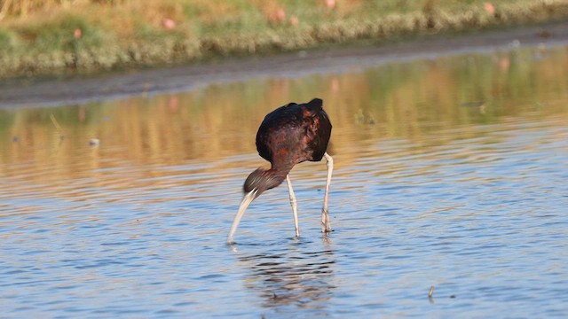 ibis hnědý - ML620972716
